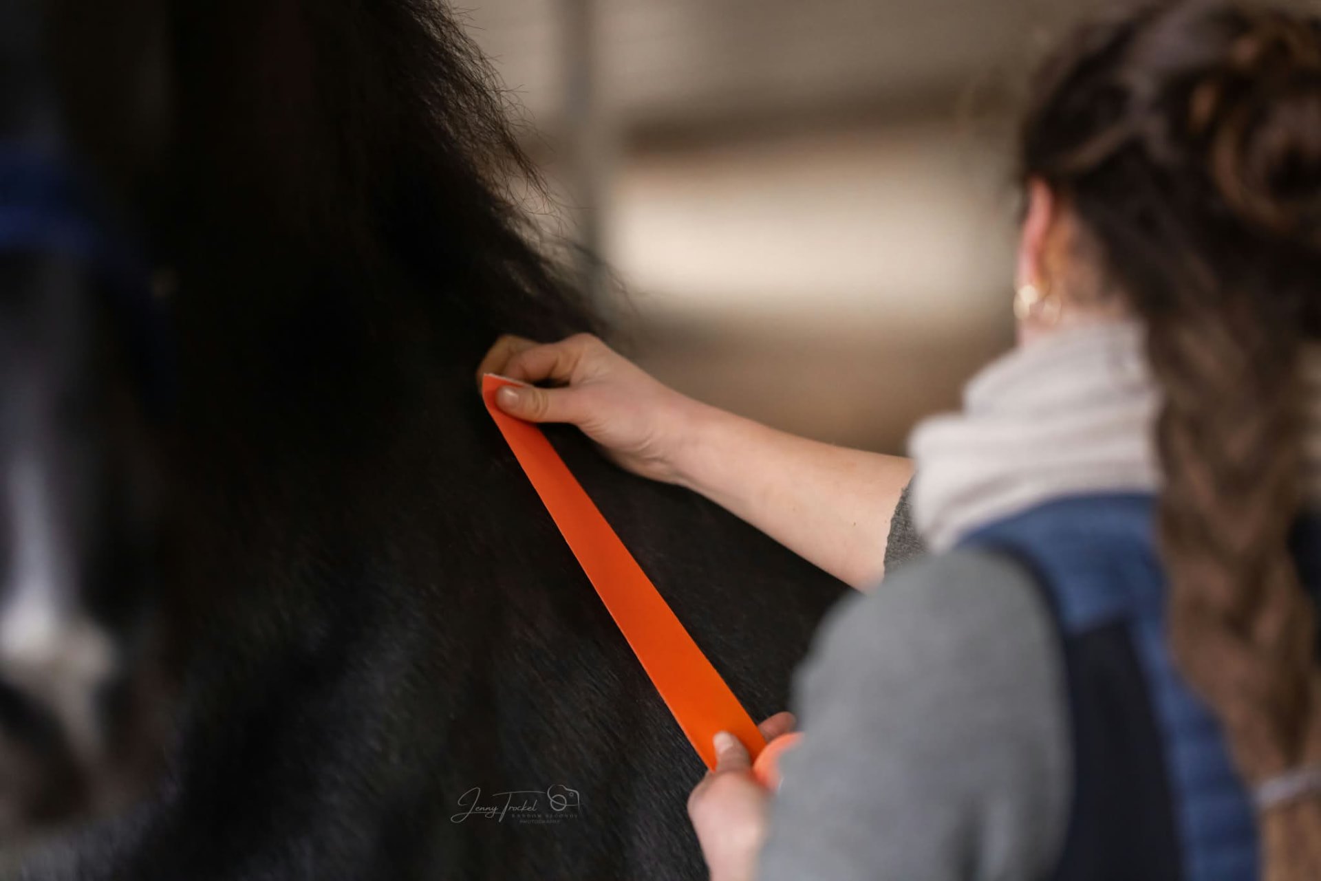 Anwendung: Kinesio-Tape am Pferd