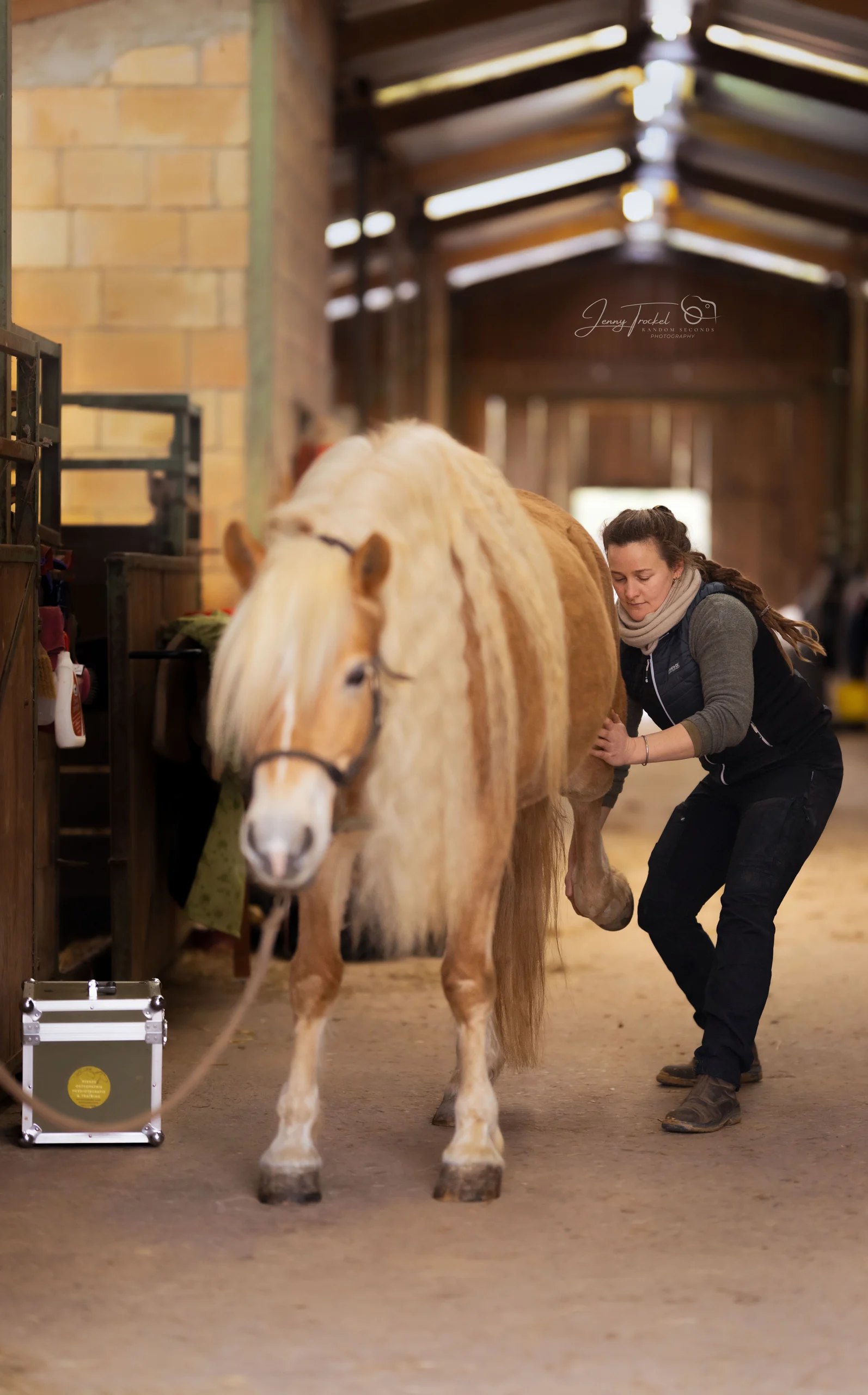 Merle-Sophie Drescher behandelt einen Haflinger in der Stallgasse