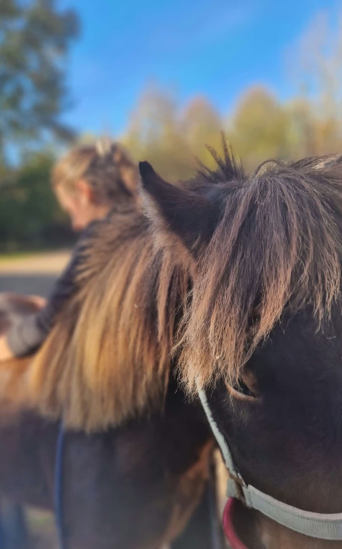 Merle-Sophie Drescher unterwegs mit einem Islandpferd im Herbstlicht