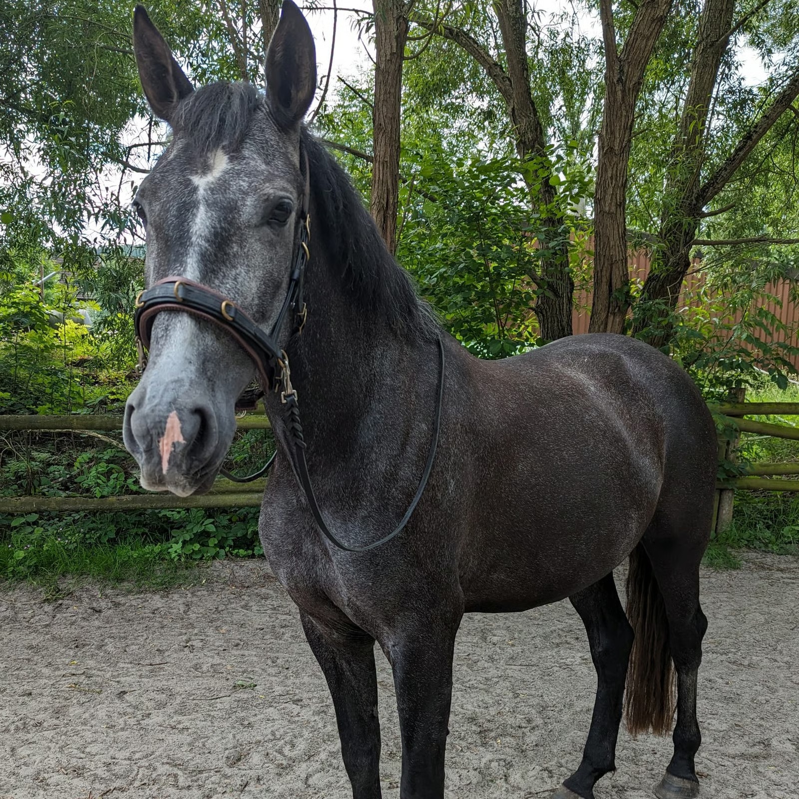 Carina & Briosa mit Pferd
